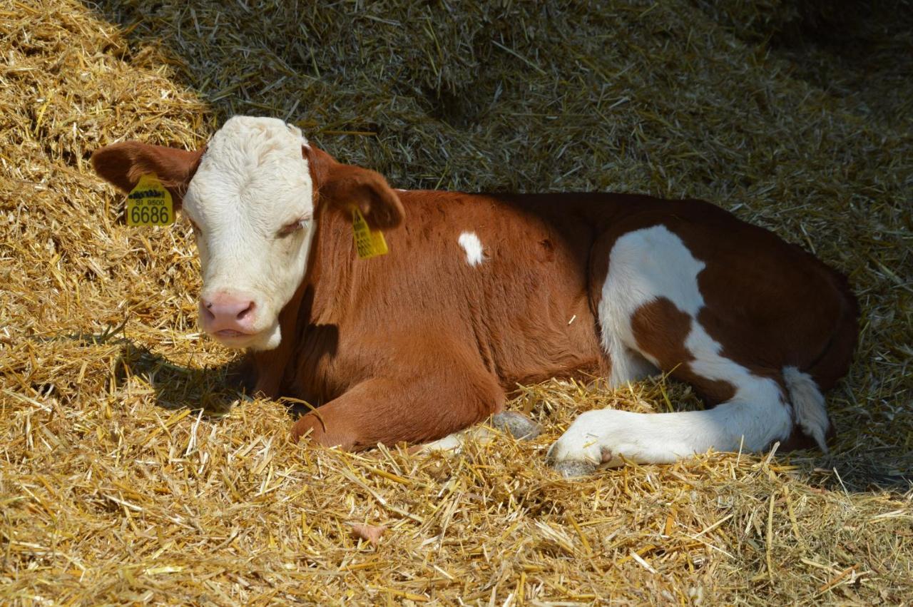 Farma Tourist Farm Mulej Bled
