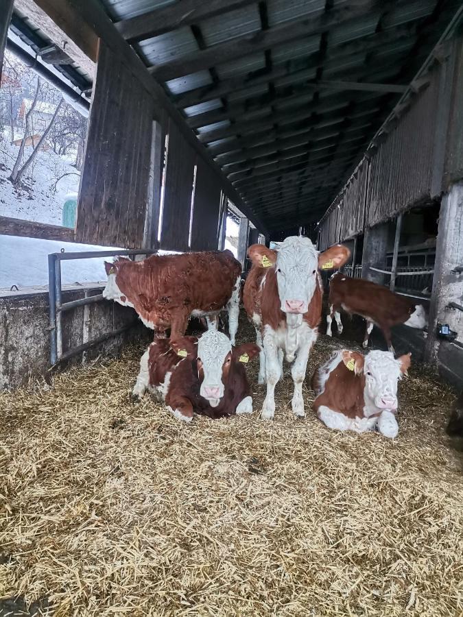 Tourist Farm Mulej Bled