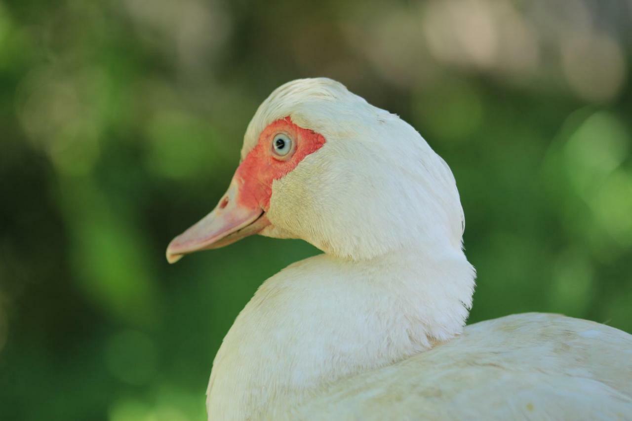 Tourist Farm Mulej Farma