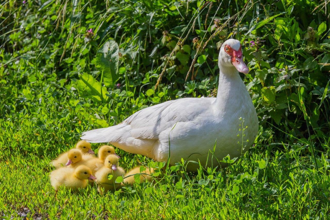 Farma Tourist Farm Mulej Bled
